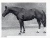 stallion Bleu d'Espoirs (Selle Français, 1967, from Prince Du Cy)