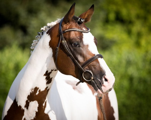 stallion Gabun (Trakehner, 2011, from Camaro)