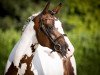 stallion Gabun (Trakehner, 2011, from Camaro)