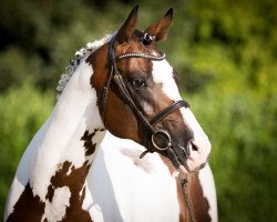 stallion Gabun (Trakehner, 2011, from Camaro)