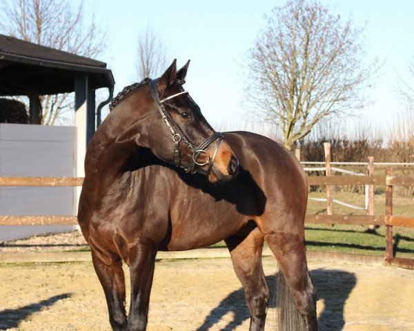 dressage horse DJ Bobo (Hanoverian,  , from Diamontes)