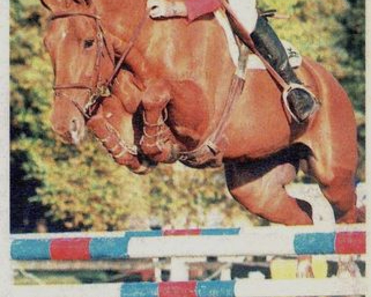 broodmare Flore du Plessis II (Selle Français, 1993, from Palestro II)