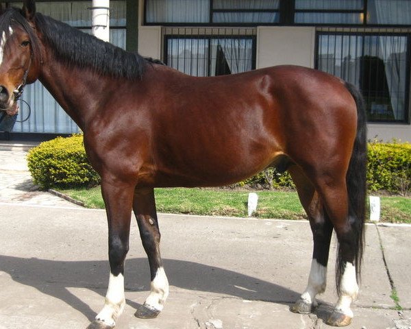 jumper Zilton (KWPN (Royal Dutch Sporthorse), 2004, from Concorde)