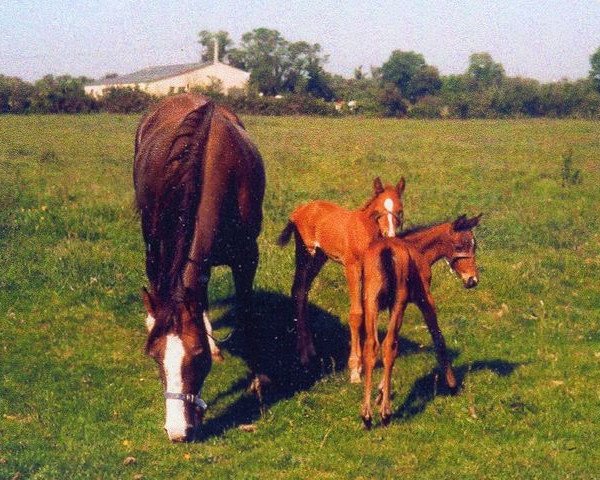 broodmare Rueliane (Selle Français, 1983, from Bleu d'Espoirs)