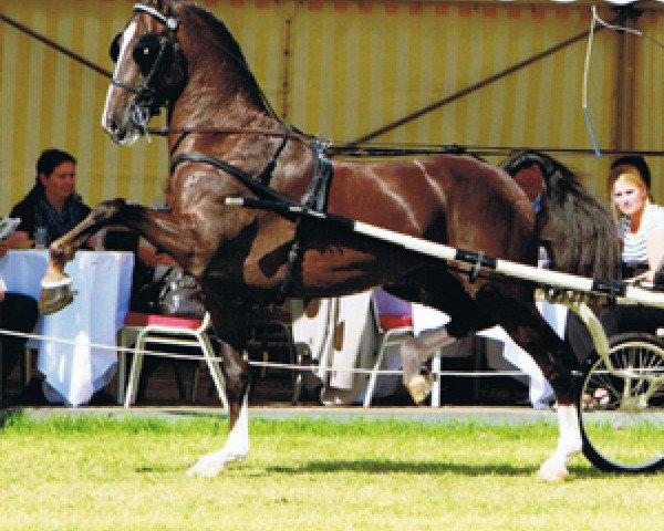 Deckhengst Aron HBC (KWPN (Niederländisches Warmblut), 2005, von Ganges)