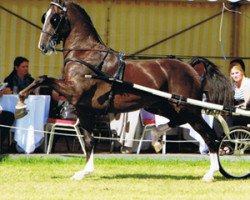 stallion Aron HBC (KWPN (Royal Dutch Sporthorse), 2005, from Ganges)