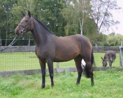 broodmare A.P. Galina (German Riding Pony, 2008, from Minerva Bijou)