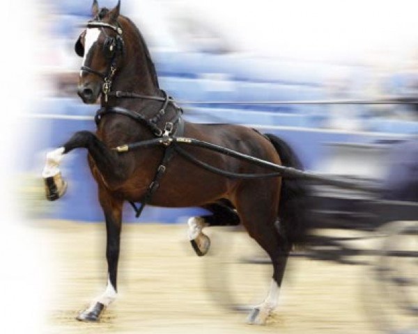 stallion Fairview Emperor (Hackney (horse/pony), 1995, from Prince van Herxen)