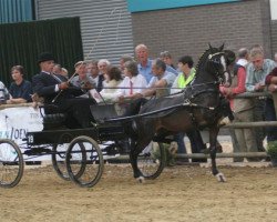 stallion Mistral (Hackney (horse/pony), 1997, from Noble Boy)