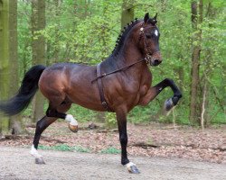 stallion Westbourne Hallmark (Hackney (horse/pony), 2005, from Hurstwood Sunbeam)