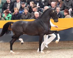 stallion Bocellie (Hackney (horse/pony), 2007, from Plain's Liberator)