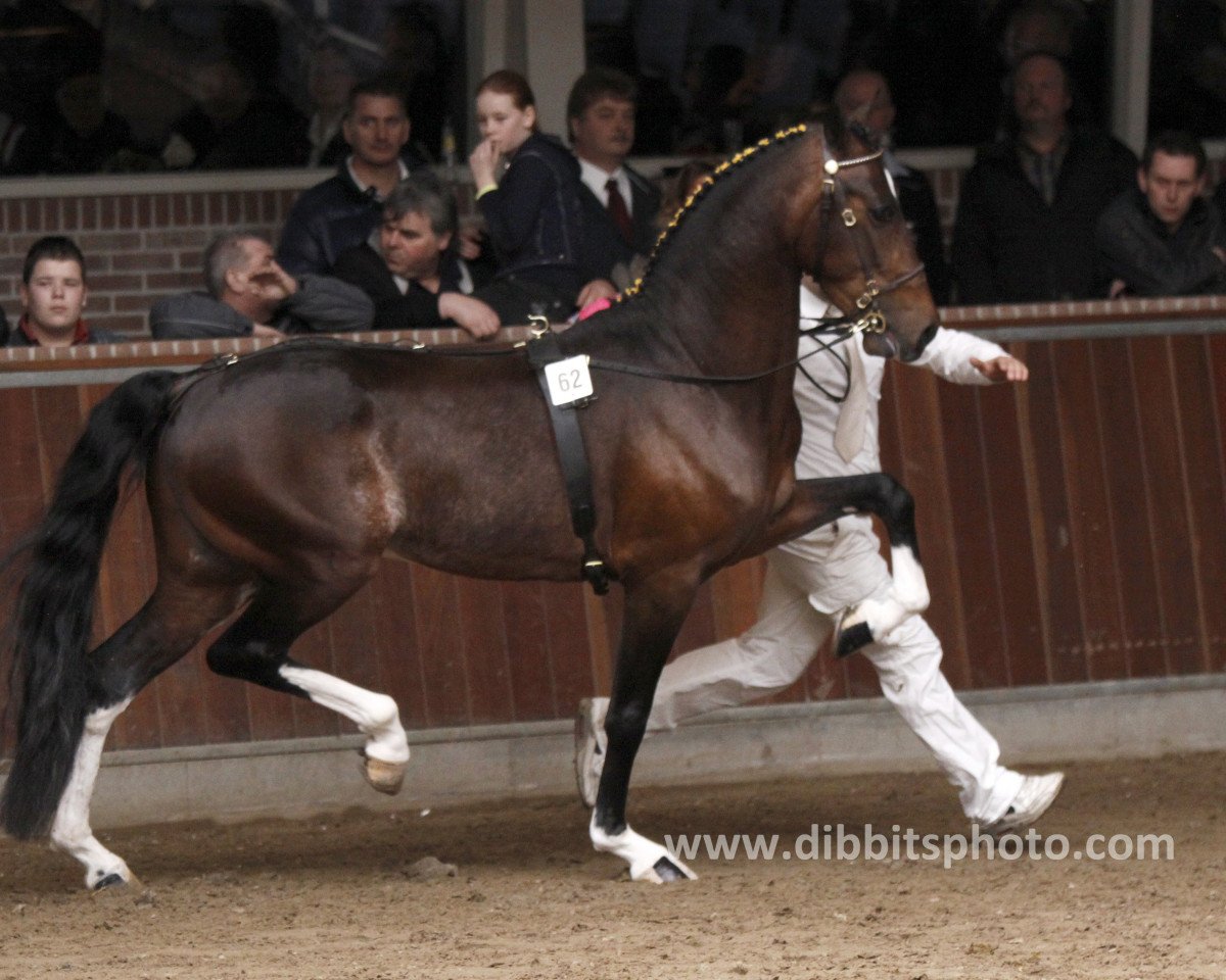 stallion Eclipse Flash Dance (Hackney (horse/pony), 2007, from Southside's Equalizer)