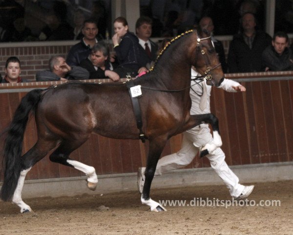 Deckhengst Eclipse Flash Dance (Hackney (Pferd/Pony), 2007, von Southside's Equalizer)