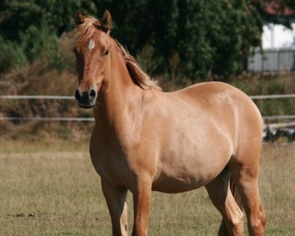 Dressurpferd Bambi (Deutsches Reitpony, 2007, von HB Daylight)