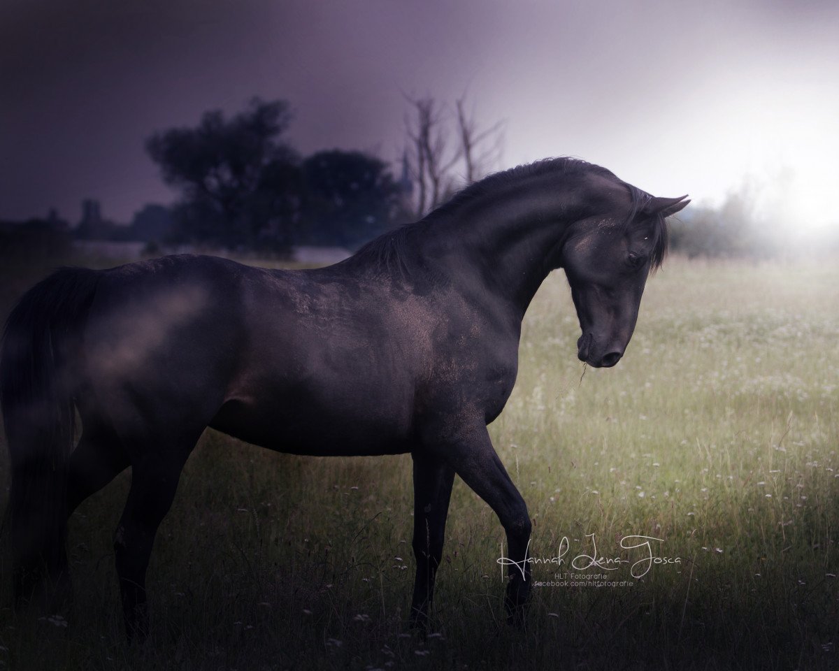 horse Diablo (Arab half breed / Partbred, 2003)