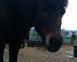 horse Baby (Shetland Pony, 2000)