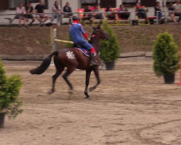 Reitturnier Lgl.-Oberhain, B95 2019