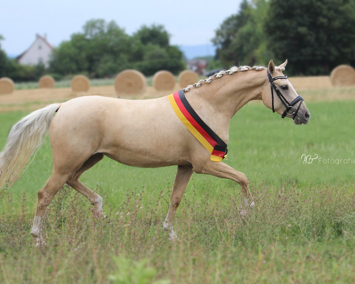 broodmare La Loona 8 (German Riding Pony, 2012, from Golden Rock)