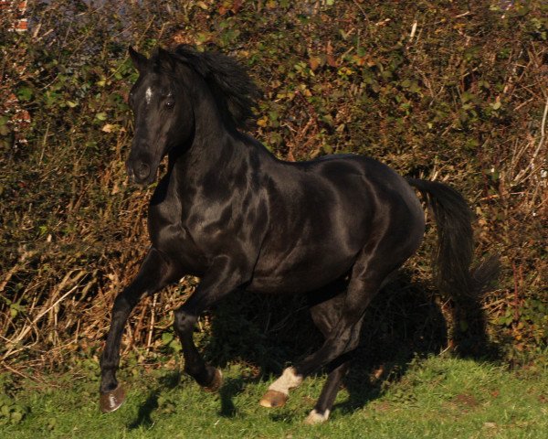 stallion Offshore Energy R (German Riding Pony, 1999, from Ombre)