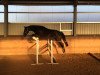 dressage horse Don Heli (Hanoverian, 2013, from Don Index)