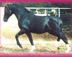 stallion Lucano (Oldenburg,  , from Luciano)