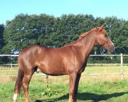 dressage horse Bijou (Sachse, 2003)