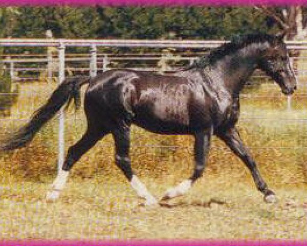 stallion Clifton Court Luciano (Australian Wamblood,  , from Lucano)