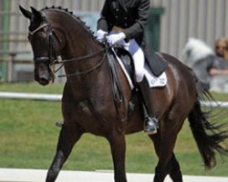 Pferd Clifton Court Laurenz (Australisches Warmblut, 1998, von Clifton Court Luciano)