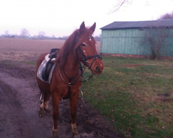 Zuchtstute Akira (Deutsches Reitpony, 2006, von Gerlof)