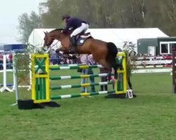 jumper For you 31 (Hanoverian, 2009, from Forsyth)