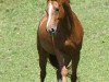 dressage horse Carossa 5 (Bavarian, 2002, from Rosso di Sera)