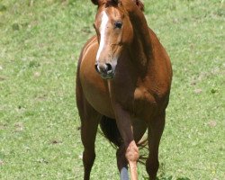 dressage horse Carossa 5 (Bavarian, 2002, from Rosso di Sera)