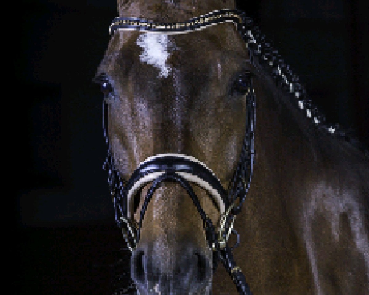 Dressurpferd Contego (Deutsches Sportpferd, 2009, von Contendros Bube)