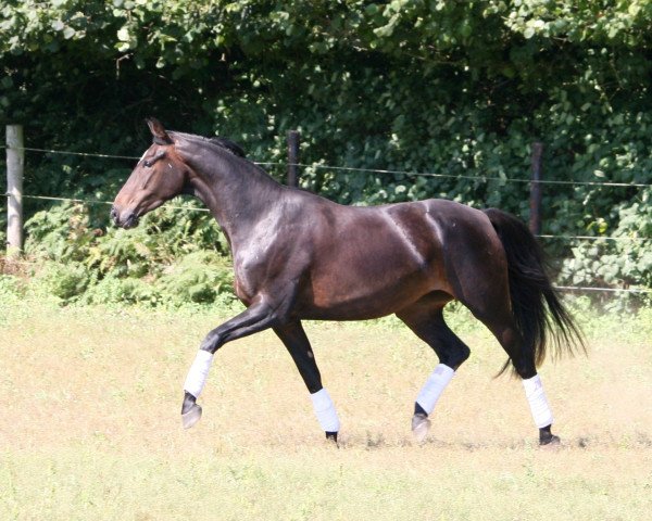 horse Floggensee`s Viviane (Oldenburg, 2012, from Ducati)