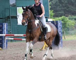 dressage horse Kleiner (German Riding Pony, 2008, from Nightflight)