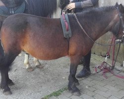 broodmare Ronja (Shetland Pony, 1993, from Opal)