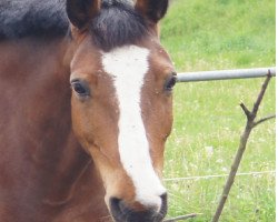 jumper Snoopy 422 (German Riding Pony, 2003)