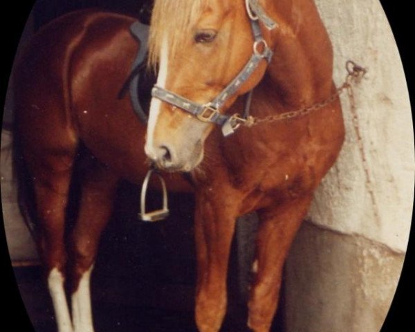 stallion Herero (German Riding Pony, 1986, from Heros)