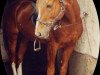stallion Herero (German Riding Pony, 1986, from Heros)