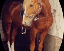 Deckhengst Herero (Deutsches Reitpony, 1986, von Heros)