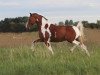 horse Akimbo Flame (German Riding Pony, 2008, from Acamani)