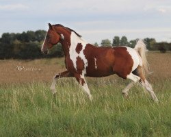 Pferd Akimbo Flame (Deutsches Reitpony, 2008, von Acamani)