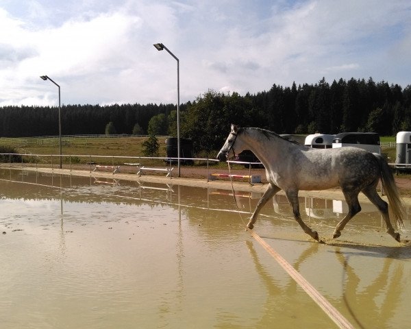 dressage horse Lesanto 6 (Württemberger, 2007, from Lord Loxley I)