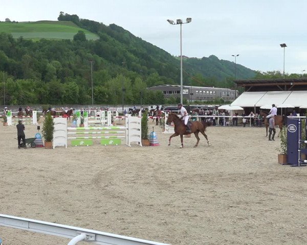 Reitturnier Münsingen 2019