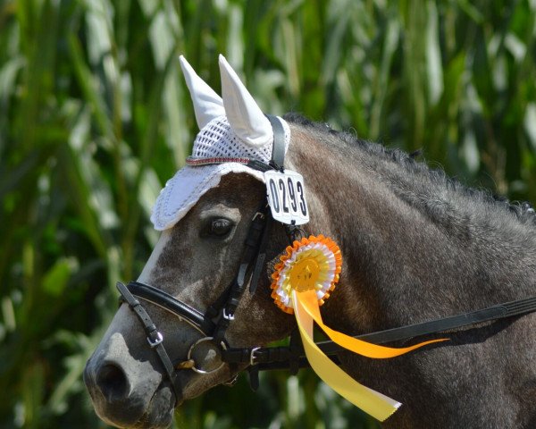 dressage horse Sweet Little Susi (German Riding Pony, 2010)