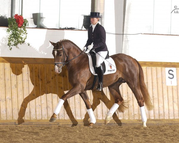 stallion Dinamic (Hanoverian, 2003, from Dimaggio)