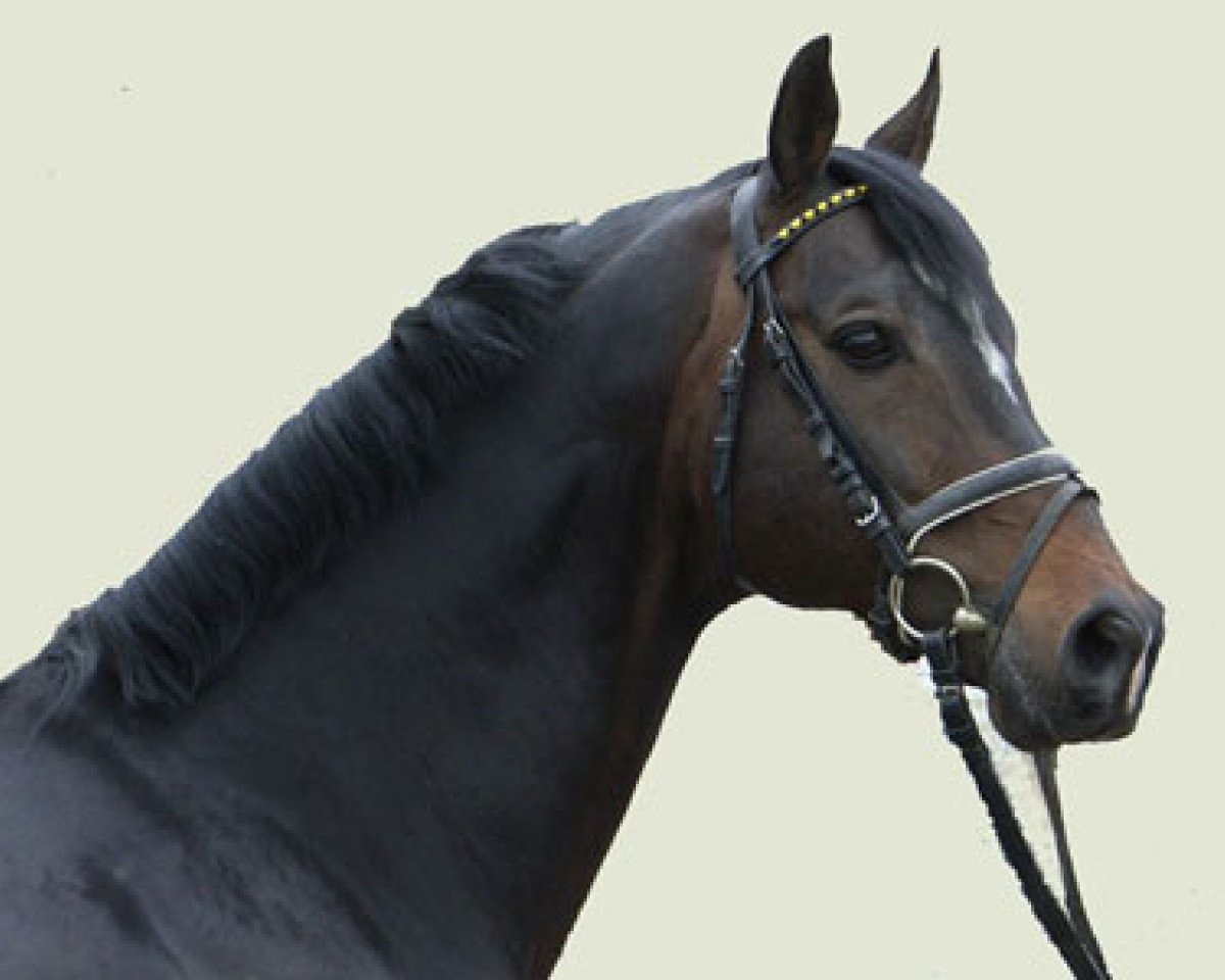 stallion Metteur (Hanoverian, 1995, from Metternich)