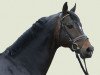 stallion Metteur (Hanoverian, 1995, from Metternich)