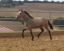 Pferd Cameron (Pura Raza Espanola (PRE),  )