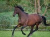 broodmare Flamenca (Oldenburg, 2003, from Sevillano xx)